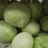 Cabbage